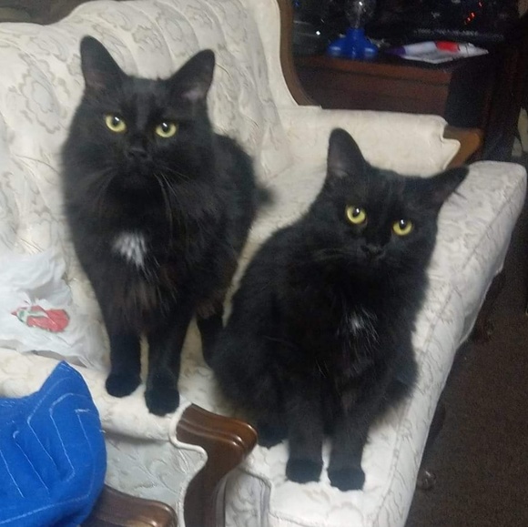 Meet your Posher, Molly - Picture 1 of 1